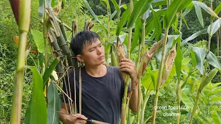 Protect the corn garden. grow onions. Survival Instinct, Wilderness Alone (ep184)