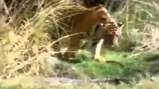 Tiger Attacks Crocodile New Compilation 2015