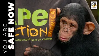 "You Are Safe Now" — Ape Action Africa: 30 Years of Saving Great Apes