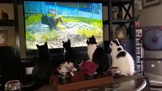 Cats Watching T.V.