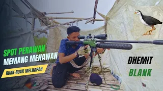 GEROMBOLAN RUAK-RUAK BERDATANGAN‼️SERUNYA BERBURU RUAK-RUAK DISPOT RAWA