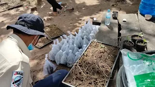 カンボジアでスイカの接ぎ木