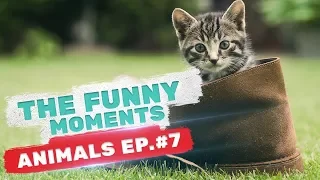 FUNNY MOMENTS 2018, ЛУЧШИЕ ПРИКОЛЫ С ЖИВОТНЫМИ 2018 #7