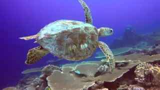 Cocos Keeling Islands - Scuba Diving & Snorkelling