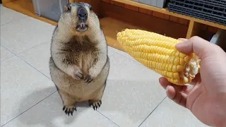 marmot likes to eat corn the most of all foods