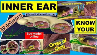 sense organs ear - class biology digital teacher - anatomy mbbs - ear inner cochlea organ of corti