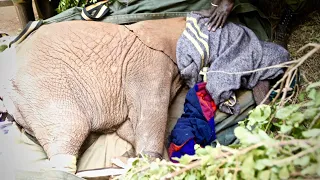 Rescue of Orphaned Elephant Choka | Sheldrick Trust