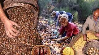 The chestnuts. Collection, conservation and processing of this fruit | Lost Trades | Documentary