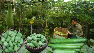 Make a kitchen sink,harvest the garden of chayote and gourd and bring it to the market to sell Ep 45