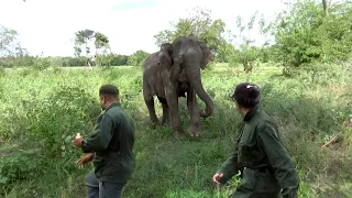 Wildlife officials treated the blind elephant |elephant treatment | Amazing Moments Of  elephants.