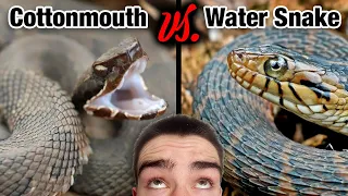 Florida Watersnake VS Florida Cottonmouth!