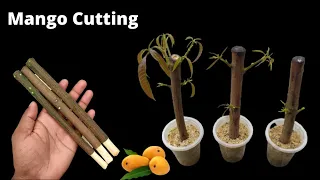 How to propagate mango tree from cuttings || grow mango tree cutting