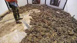 IL TROUVE 45 SERPENTS COBRA SOUS SA MAISON, vous ne croirez pas ce qu'il a fait avec  !!