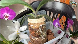 Посадка большой орхидеи в закрытую систему 🌸🫶🏻🔥 #phal #orchid #орхомания