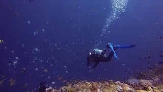 Diving around the Komodo Islands | April 2013 | by DAANLEKA