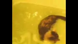 Кошка любит купаться (cat likes to swim).