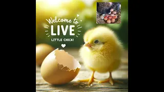 🔴 LIVE: Welcome to the World, Little Chicks! 🐥💕