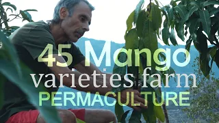 45 Mango Varieties in Exotic Fruit Farm in South of Spain | Diverse Dynamic Permaculture by Placido