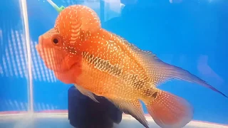 Best flowerhorn fish of Kolkata || AQUATIC MEDIA