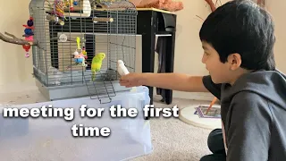 Petco Budgie vs Breeders Budgie * EXCITING EXPERIENCE !*