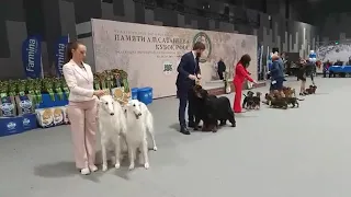 Международная выставка собак Кубок РФОС 2021