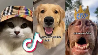 The BEST TIKTOK PETS to MAKE YOU SMILE TODAY...