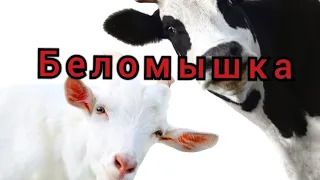 Беломышечная болезнь у молодняка/причины и профилактика