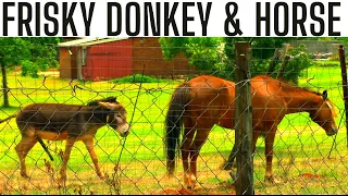 Donkey With Horse