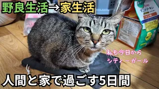 Fha-chan, former stray cat who became a house cat︱five days at home