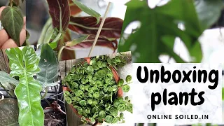 Unboxing 5 Indoor Plants from Soiled.in with Prices | Plant Unboxing India