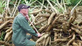 Harvesting cassava Roots Goes them to the market to sell