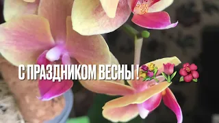 Милые женщины , с Праздником 8 Марта !🌷🌺🐬💐💐💐