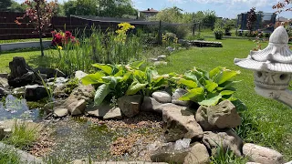 Moje oczko wodne 05.05.2024 , koi pond . Karpie w klatce Urok prysł Stracha trzeba było zastąpić …