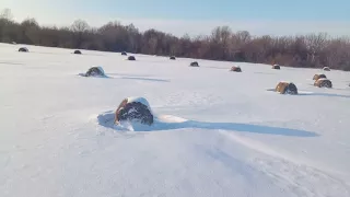 Мтз возим сено!