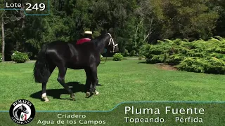 Lote 249 Pluma Fuente