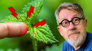 Why Do Nettles Sting? 🤕