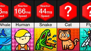 Comparison: Animal Reaction Speed