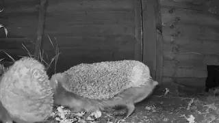 Dangerous Mating Game Of Hedgehog Courtship - Hornbeam Wood Hedgehog Sanctuary