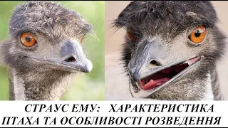 "Зоорубрика". Страус ему: де живе, чим харчується, цікаві факти, опис птаха (ТК "Броди online")