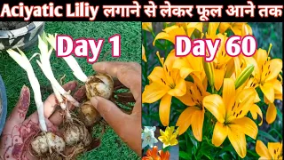 लीलियम को ग्रो होने से लेकर फूल आने तक ये गलती मत करना।How To Grow & Care Asiatic Lily In Winter ..