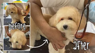 Poodle puppy grooming for the first time | Puppy Cut