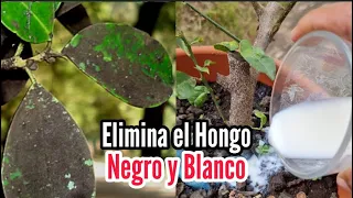 Elimina por Completo el Hongo Negro y Blanco en tus Plantas de Citricos