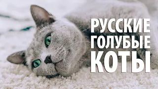 Мои коты ПОРОДА РУССКИЕ ГОЛУБЫЕ характер, особенности