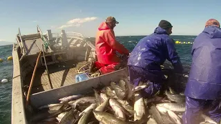 Прибрежный лов лосося. Остров Кунашир. Wild salmon fishing. Kunashir island.