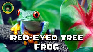 Red-Eyed Tree Frog || #video || Quick Facts