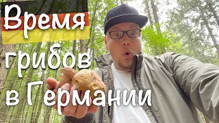 Грибные места в Германии (4k)