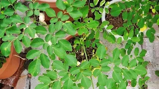 Moringa Update - Transplanting seedlings & Pruning tips!