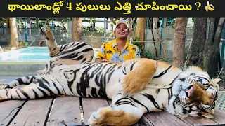 sriracha tiger zoo pattaya thailand