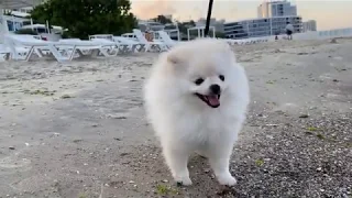 Cute handsome white puppy getting acquainted with the sea