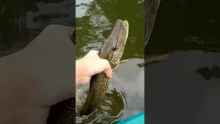 northern pike on top water